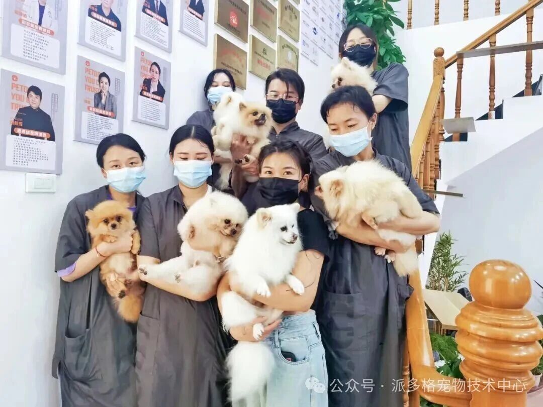 派多格宠物美容学校环境图片