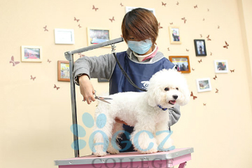 广州爱狗创志宠物美容培训学校皇牌课程《C级宠物美容全修班》图片