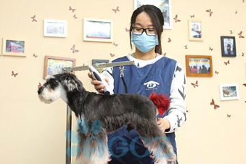 广州爱狗创志宠物美容培训学校BC级美容培训课程图片