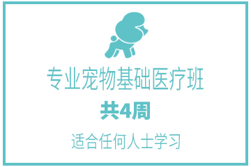 广州茉莉园宠物美容培训中心广州专业宠物基础医疗班图片